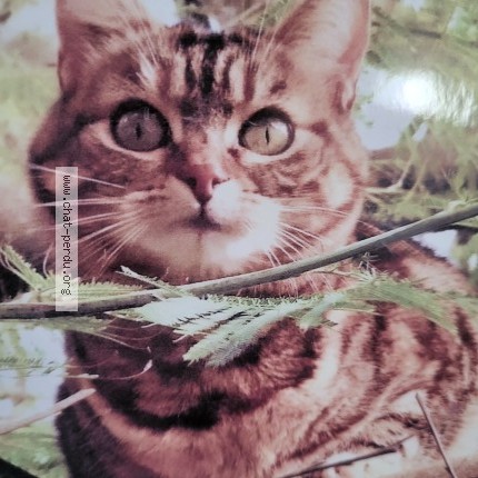 Photo of a cat found in Le Pouliguen