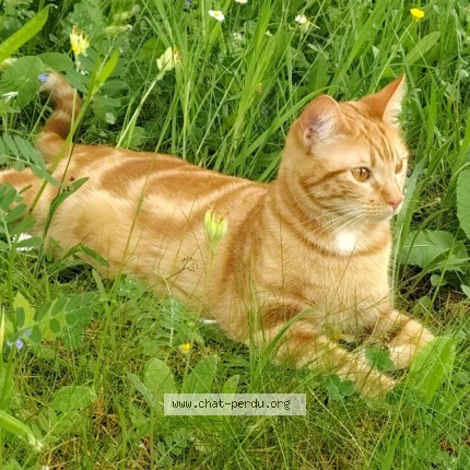 Photo of a cat found in Limoges
