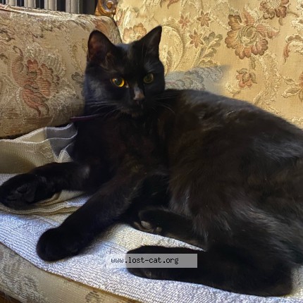 Foto di gatto smarrito a Torino