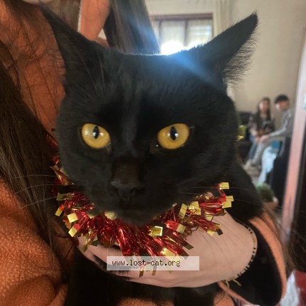 Foto 2/2 Chanel Gatto smarrito a Torino