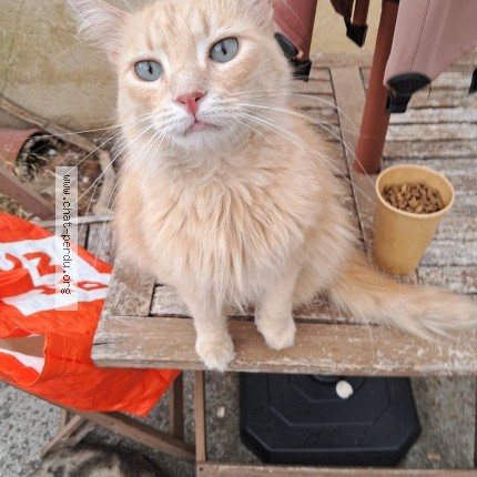 Photo of a cat found in Cournonsec