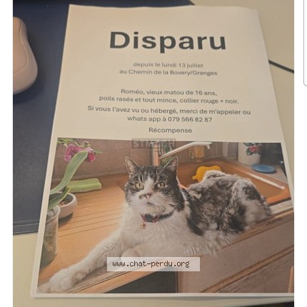 Foto 1/1 Roméo Katze verloren in Granges Veveyse