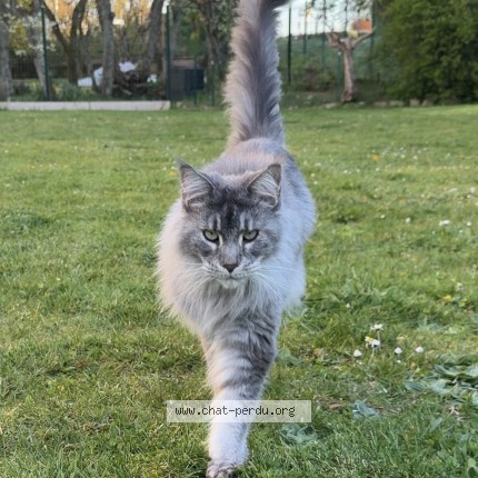 Photo of a cat found in Fontaine Les Dijon