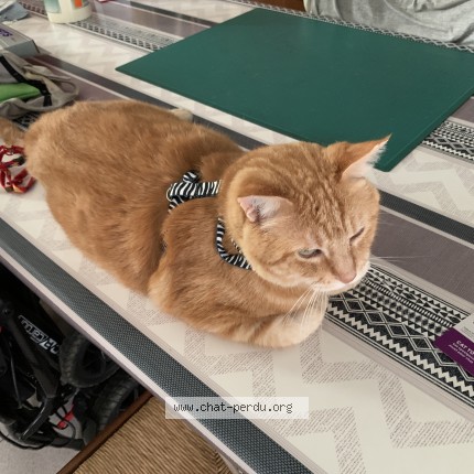 Photo of a cat found in Bourg Les Valence
