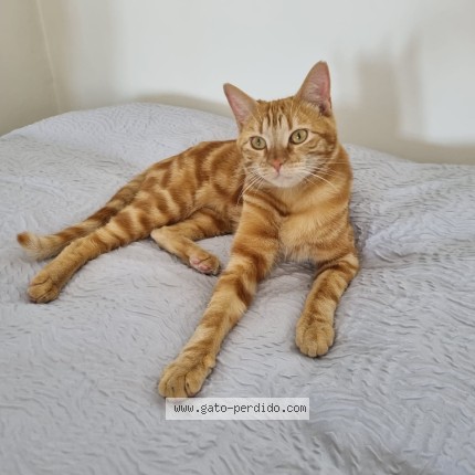 Photo of a cat found in Santiago