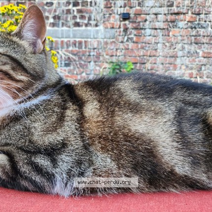 Foto 1/1 Léo Kat vermist in Ixelles