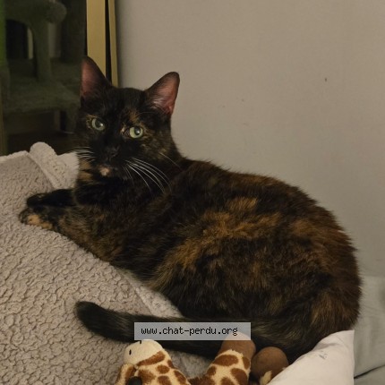 Photo of a cat found in Nancy