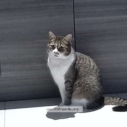 Photo of a cat found in Contres