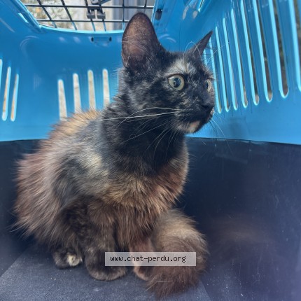 Photo of a cat found in Lanester