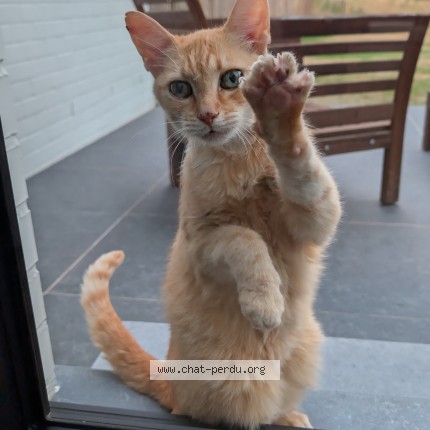 Foto 1/1 Kat gevonden Gevonden in Rosieres