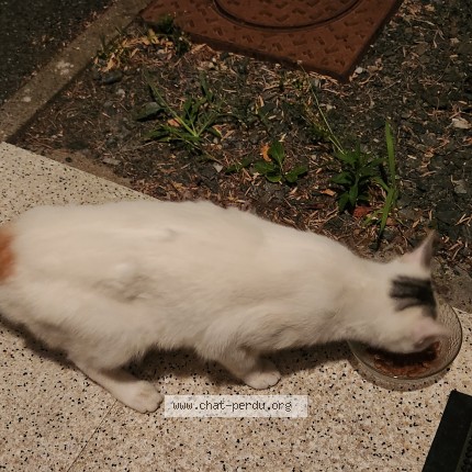 Photo of a cat found in Nantes