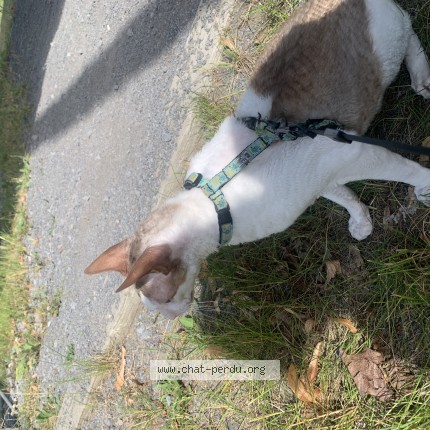 Photo 1/1 Reunited cat Found in Quebec