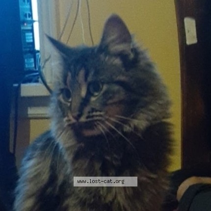 Photo 1/3 Bubba Cat lost in Evans