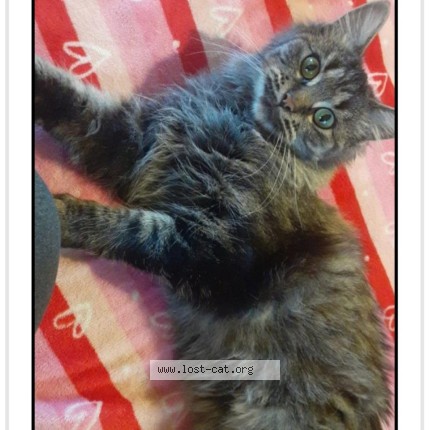 Photo 3/3 Bubba Cat lost in Evans