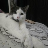bobo