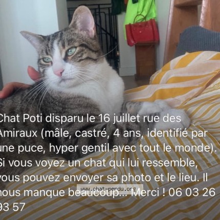 Photo of a cat found in Paris