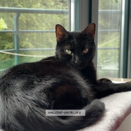 Photo of a cat found in Saint Nicolas
