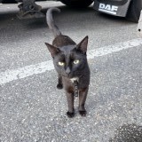 Tom