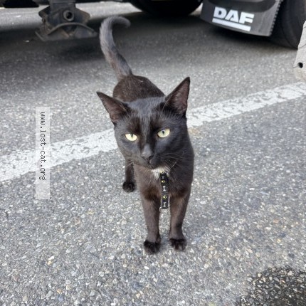 Foto einer verlorenen Katze in Sinsheim
