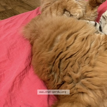 Foto 1/1 Simba Kat vermist in Liege