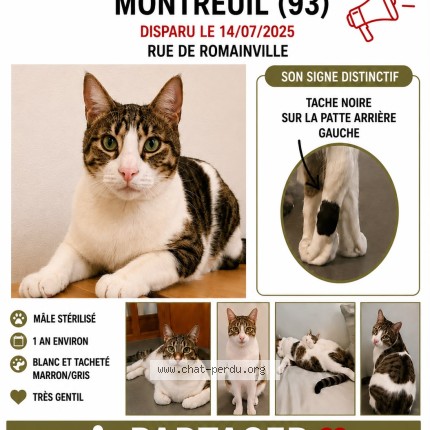 Photo of a cat found in Montreuil