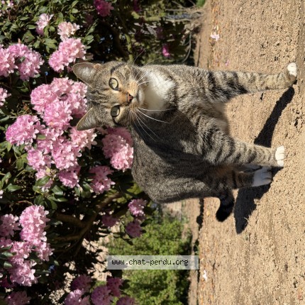 Foto 1/1 Kat teruggevonden Vermist in Orp Jauche
