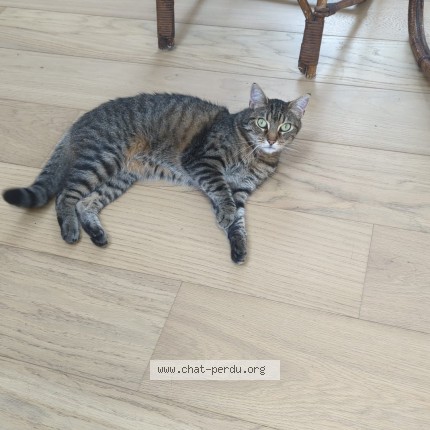 Foto 1/1 Romy Kat vermist in Brussel