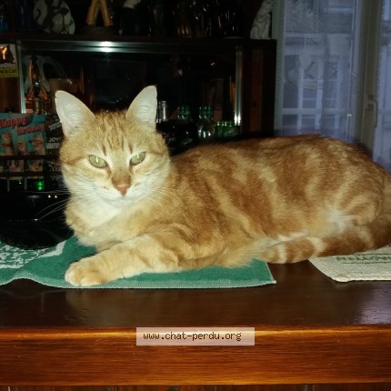 Photo of a cat found in Surgeres