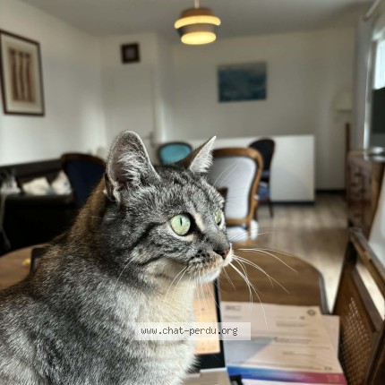 Photo of a cat found in Rotheneuf Saint Malo