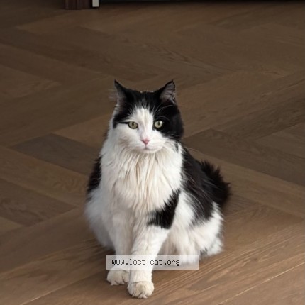 Foto di gatto smarrito a Samarate