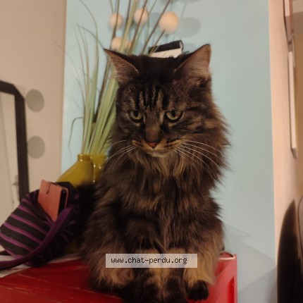 Foto einer wiedergefundenen Katze in Lorient