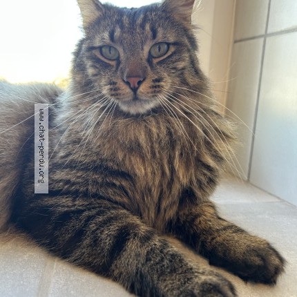 Photo of a cat found in Gironcourt Sur Vraine