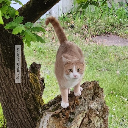 Photo of a cat found in Vatan