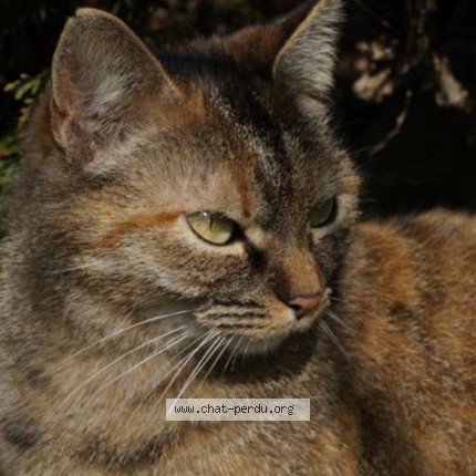 Photo of a cat found in Saintry Sur Seine