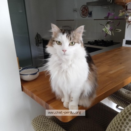 Foto di gatto ritrovato a Chalons En Champagne
