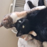 binx