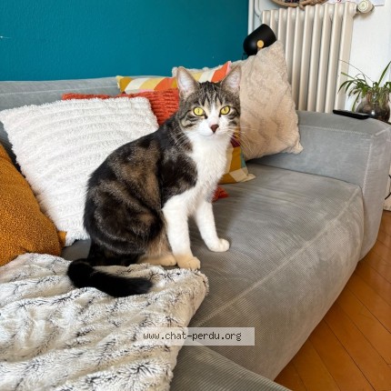 Foto 1/1 Malabar Katze verloren in Morges