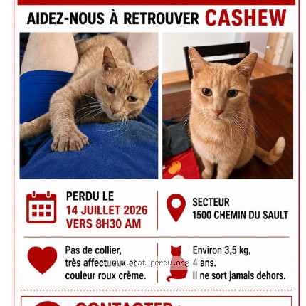 Photo 1/1 Cashew Cat lost in Levis St Romuald