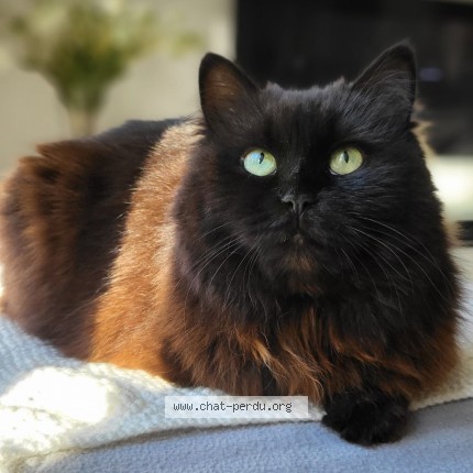 Foto 1/1 Nafa Kat vermist in Pietrebais