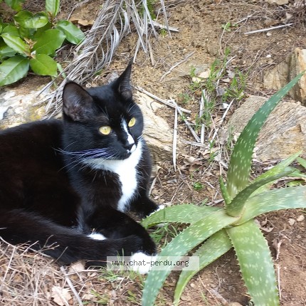 Photo of a cat found in La Londe Les Maures