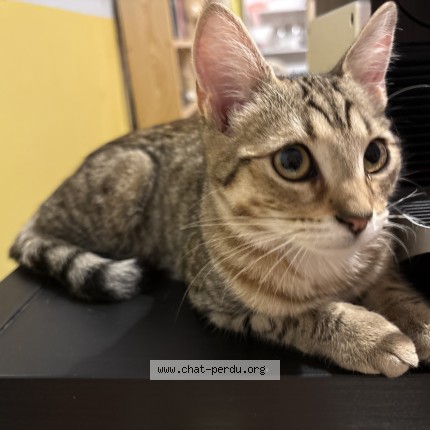 Photo of a cat found in Dijon