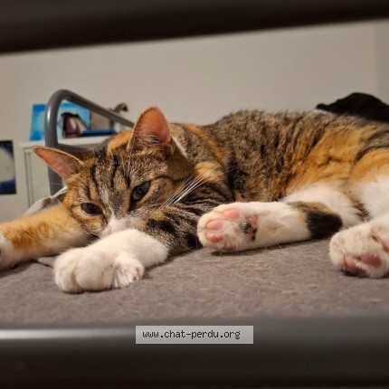 Photo of a cat found in Bourg Et Comin