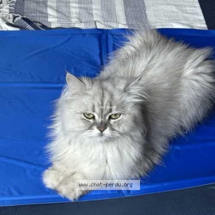 Photo of a cat found in Chatillon