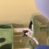 oreo