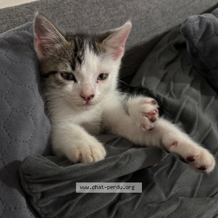 Photo of a cat found in Toulouse