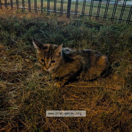 Photo 1/4 Found cat Found in Montreal