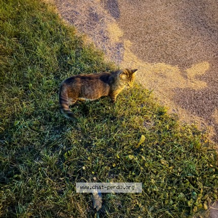 Photo 2/4 Found cat Found in Montreal