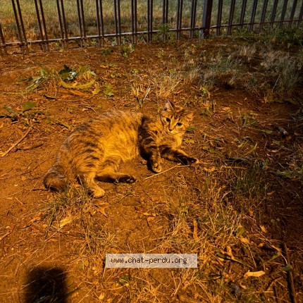 Photo 3/4 Found cat Found in Montreal