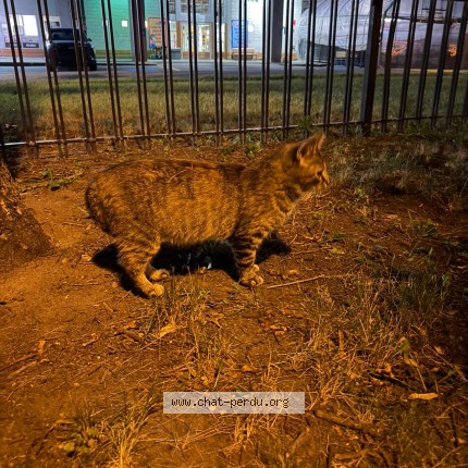 Photo 4/4 Found cat Found in Montreal