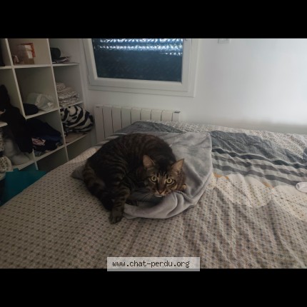 Photo of a cat found in Auberives Sur Vareze